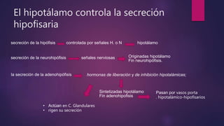 El hipotálamo controla la secreción
hipofisaria
secreción de la hipófisis controlada por señales H. o N hipotálamo
secreción de la neurohipófisis señales nerviosas Originadas hipotálamo
Fin neurohipófisis.
la secreción de la adenohipófisis hormonas de liberación y de inhibición hipotalámicas;
Sintetizadas hipotálamo
Fin adenohipofisis
Pasan por vasos porta
. hipotalámico-hipofisarios
• Actúan en C. Glandulares
• rigen su secreción
 
