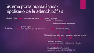 Sistema porta hipotalámico-
hipofisario de la adenohipófisis
adenohipófisis muy vascularizada senos capilares
Entre las C. glandulares
la sangre
primer lugar
lecho capilar del hipotálamo inf. eminencia media,
Unida inf. al tallo hipofisario.
pequeñas arterias penetranVasos regresan a su sup.
se unen formando:
• sistema porta hipotalámico-hipofisario.
• Descienden tallo hipofisario
• riegan los senos adenohipofisarios.
 