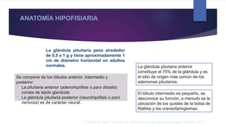 ANATOMÍA HIPOFISIARIA
Se compone de los lóbulos anterior, intermedio y
posterior:
 La pituitaria anterior (adenohipófisis o pars distalis)
consta de tejido glandular.
 La glándula pituitaria posterior (neurohipófisis o pars
nerivosa) es de carácter neural.
La glándula pituitaria pesa alrededor
de 0,5 a 1 g y tiene aproximadamente 1
cm de diámetro horizontal en adultos
normales. La glándula pituitaria anterior
constituye el 75% de la glándula y es
el sitio de origen más común de los
adenomas pituitarios.
El lóbulo intermedio es pequeño, se
desconoce su función, a menudo es la
ubicación de los quistes de la bolsa de
Rathke y los craneofaringiomas.
Cottrell JE, Patel P, Warner DS. Cottrell and Patel's neuroanesthesia : Elsevier; 2017
 
