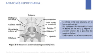  Se ubica en la fosa pituitaria en el
hueso esfenoides.
 Un repliegue de duramadre forma
el techo de la fosa, y separa la
porción anterior de la glándula del
quiasma óptico.
 Está rodeada por el seno cavernoso.
Carrillo R, Castelazo A. Neuroanestesiología y cuidados intensivos neurológicos. 1a Ed. México: Editorial Alfil; 2007.
ANATOMÍA HIPOFISIARIA
 