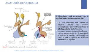 ANATOMÍA HIPOFISIARIA
El hipotálamo está conectado con la
hipófisis cerebral mediante dos vías:
 Las vías nerviosas que tienen un
trayecto desde los núcleos
supraópticos y paraventricular hasta el
lóbulo posterior de la hipófisis.
 Los vasos sanguíneos portales largos y
cortos, que conectan los sinusoides de
la eminencia media y del infundíbulo
con los plexos capilares en el lóbulo
anterior de la hipófisis.
Snell RS, Snell. Neuroanatomía clínica. 7th ed. Philadelphia: Wolters Kluwer; 2010.
 