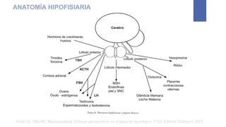 Ferrer LE, Niño MC. Neuroanestesia: Enfoque perioperatorio en el paciente neurológico. 1ª Ed. Editorial Distribuna. 2005.
ANATOMÍA HIPOFISIARIA
 