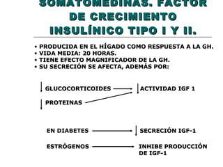 SOMATOMEDINAS. FACTOR DE CRECIMIENTO INSULÍNICO TIPO I Y II. PRODUCIDA EN EL HÍGADO COMO RESPUESTA A LA GH. VIDA MEDIA: 20 HORAS. TIENE EFECTO MAGNIFICADOR DE LA GH. SU SECRECIÓN SE AFECTA, ADEMÁS POR: GLUCOCORTICOIDES ACTIVIDAD   IGF 1 PROTEINAS EN DIABETES SECRECIÓN IGF-1 ESTRÓGENOS INHIBE PRODUCCIÓN  DE IGF-1 