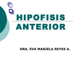 HIPOFISIS
ANTERIOR
DRA. EVA MARIELA REYES A.
 
