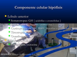 Componente celular hipófisisComponente celular hipófisis
 Lóbulo anteriorLóbulo anterior
 Somatotropas: GH (Somatotropas: GH ( acidófilas o cromófobasacidófilas o cromófobas ))
 Lactotropas: Prolactina (Lactotropas: Prolactina ( cromófobascromófobas ))
 Corticotropas: ACTH, MSH (Corticotropas: ACTH, MSH ( Basofilas o cromófobas )Basofilas o cromófobas )
 Tireotropas TSHTireotropas TSH
 Gonadotropas FSH y LHGonadotropas FSH y LH
 Lóbulo posteriorLóbulo posterior
 Vasopresina, oxitocinaVasopresina, oxitocina
GENESER, F. Histología Ed. Panamericana, 3ª ed., 2000
 