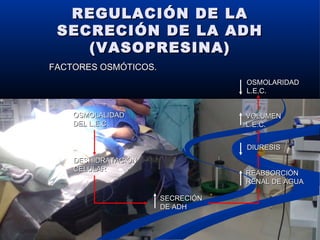 REGULACIÓN DE LAREGULACIÓN DE LA
SECRECIÓN DE LA ADHSECRECIÓN DE LA ADH
(VASOPRESINA)(VASOPRESINA)
FACTORES OSMÓTICOS.FACTORES OSMÓTICOS.
OSMOLALIDADOSMOLALIDAD
DEL L.E.C.DEL L.E.C.
DESHIDRATACIÓNDESHIDRATACIÓN
CELULARCELULAR
SECRECIÓNSECRECIÓN
DE ADHDE ADH
REABSORCIÓNREABSORCIÓN
RENAL DE AGUARENAL DE AGUA
DIURESISDIURESIS
VOLUMENVOLUMEN
L.E.C.L.E.C.
OSMOLARIDADOSMOLARIDAD
L.E.C.L.E.C.
 