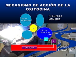 MECANISMO DE ACCIÓN DE LAMECANISMO DE ACCIÓN DE LA
OXITOCINAOXITOCINA
RORO
OO
OXITOCINAOXITOCINA
CÉLULACÉLULA
SECRETORASECRETORA
LUZLUZ
CÉLULACÉLULA
MUSCULARMUSCULAR
GLÁNDULAGLÁNDULA
MAMARIAMAMARIA
CAPILARCAPILAR
SANGUÍNEOSANGUÍNEO
CALCIOCALCIO
 