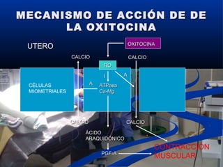 MECANISMO DE ACCIÓN DE DEMECANISMO DE ACCIÓN DE DE
LA OXITOCINALA OXITOCINA
RORO
ATPasaATPasa
Ca-MgCa-Mg
OXITOCINAOXITOCINA
UTEROUTERO
CALCIOCALCIO CALCIOCALCIO
CALCIOCALCIO CALCIOCALCIO
ÁCIDOÁCIDO
ARAQUIDÓNICOARAQUIDÓNICO
PGFPGF22AA
CONTRACCIÓN
MUSCULAR
CÉLULAS
MIOMETRIALES
II AA
AA
 