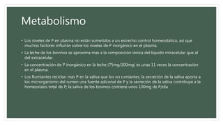 Metabolismo
• Los niveles de P en plasma no están sometidos a un estrecho control homeostático, así que
muchos factores influirán sobre los niveles de P inorgánico en el plasma.
• La leche de los bovinos se aproxima mas a la composición iónica del liquido intracelular que al
del extracelular.
• La concentración de P inorgánico en la leche (75mg/100mg) es unas 11 veces la concentración
en el plasma.
• Los Rumiantes reciclan mas P en la saliva que los no rumiantes, la secreción de la saliva aporta a
los microrganismo del rumen una fuente adiconal de P y la secreción de la saliva contribuye a la
homeostasis total de P; la saliva de los bovinos contiene unos 100mg de P/dia
 