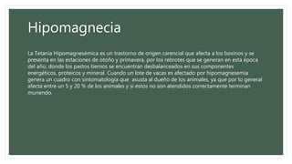 Hipomagnecia
La Tetania Hipomagnesémica es un trastorno de origen carencial que afecta a los bovinos y se
presenta en las estaciones de otoño y primavera, por los rebrotes que se generan en esta época
del año, donde los pastos tiernos se encuentran desbalanceados en sus componentes
energéticos, proteicos y mineral. Cuando un lote de vacas es afectado por hipomagnesemia
genera un cuadro con sintomatología que asusta al dueño de los animales, ya que por lo general
afecta entre un 5 y 20 % de los animales y si estos no son atendidos correctamente terminan
muriendo.
 
