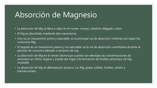 Absorción de Magnesio
• La absorción de Mg se lleva a cabo en el rumen, omaso, intestino delgado, colon.
• El Mg es absorbido mediante dos mecanismo.
• Uno es un mecanismo activo y saturable: es la principal via de absorción mientras son bajos los
consumos Mg.
• El segudo es un mecanismo pasivo y no saturable: es la via de absorción cuantitativa durante el
periodo de consumo elevado o excesivo de mg
• La absorción de Mg en el remen disminuye cuando son elevadas las concentraciones de
amoniaco en dicho órgano y puede dar lugar a la formación de fosfato amoniaco de Mg
insoluble
• La absorción de Mg es alterada por potacio, Ca, Mg, grasa, sulfato, fosfato, citrato y
transaconitato.
 
