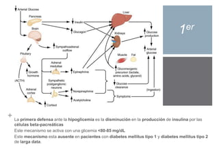 + 
1er 
La primera defensa ante la hipoglicemia es la disminución en la producción de insulina por las 
células beta-pacreáticas 
Este mecanismo se activa con una glicemia <80-85 mg/dL 
Este mecanismo esta ausente en pacientes con diabetes mellitus tipo 1 y diabetes mellitus tipo 2 
de larga data. 
 