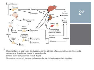 + 
2º 
El aumento en la secreción de glucagón por las células alfa-pancreáticas es el segundo 
mecanismo de defensa contra la hipoglicemia 
Este se activa con glicemias <65-70 mg/dL 
El principal efecto del glucagón es la estimulación de la glicogenolisis hepática 
 