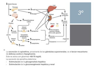 + 
3º 
La secreción de epinefrina, proveniente de las glándulas suprarrenales, es el tercer mecanismo 
de defensa contra la hipoglicemia. 
Este se activa con glicemias <60-70 mg/dL 
La secreción de epinefrina determina 
• Estimulación de la glicogenolisis hepática 
• Estimulación de la gluconeogénesis hepática y renal 
 