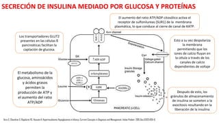 Los bebés con trastornos de la glucogenolisis hacen hipoglicemia después
de 4-5 horas de ayuno mientras que los niños con trastornos de la
gluconeogénesis tienen hipoglucemia después de un ayuno nocturno.
Por el contrario, los niños con hiperinsulinismo presentan hipoglucemia
en cualquier momento después de la última alimentación.
Vora S, Chandran S, Rajadurai VS, Hussain K. Hyperinsulinemic Hypoglycemia in Infancy: Current Concepts in Diagnosis and Management. Indian Pediatr. 2015 Dec;52(12):1051-9.
 