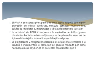  El PPAR Y se expresa principalmente en el tejido adiposo con menor
expresión en células cardiacas, musculo estriado, musculo liso,
células de los islotes B, macrófagos y células del endotelio vascular.
 La actividad de PPAR Y favorece a la captación de ácidos grasos
circulantes hacia las células adiposas y se desplazan las reservas de
lípidos de los tejidos extraadiposos del tejido adiposo.
 La pioglitazona y rosiglitazona hacen a las células mas sensibles a la
insulina e incrementan la captación de glucosa mediada por dicha
hormona en casi el 30 a 50% en pacientes con diabetes tipo 2
 