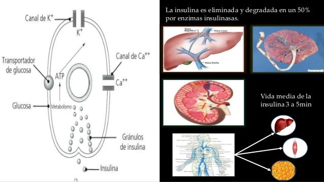 Hipoglicemiantes Orales e Insulina Hipoglicemiantes Orales e Insulina