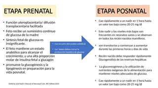 ETAPA PRENATAL
• Función uteroplacentaria/ difusión
transplacentaria facilitada
• Feto recibe un suministro continuo
de glucosa de la madre
• Síntesis fetal de glucosa es
insignificante.
• El feto mantiene un estado
anabólico para alcanzar el
crecimiento, y una alta proporción
molar de insulina fetal a glucagón
• promueve la glucogénesis y la
lipogénesis en preparación para la
vida posnatal.
ETAPA POSNATAL
• Cae rápidamente a un nadir en 1 hora hasta
un valor tan bajo como 20-25 mg/dl
• Este nadir y los niveles más bajos son
frecuentes en neonatos sanos y se observan
en todos los recién nacidos mamíferos.
• son transitorios y comienzan a aumentar
durante las primeras horas y días de vida
• Recién nacido debe responder rápidamente
Glucogenólisis de las reservas hepáticas
• La gluconeogénesis y la utilización de
nutrientes exógenos de la alimentación para
mantener niveles adecuados de glucosa.
• Cae rápidamente a un nadir en 1 hora hasta
un valor tan bajo como 20-25 mg/dl
• Con el corte del cordón umbilical
• Los bebés deben iniciar la
producción hepática de glucosa
Cloherty and Stark’s Manual of Neonatal Care, 8th Edition,2021
 