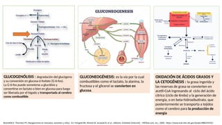GLUCOGENÓLISIS : degradación del glucógeno
y su conversión en glucosa 6 fosfato (G-6-fos).
La G-6-fos puede someterse a glucólisis y
convertirse en lactato o bien en glucosa para luego
ser liberada por el hígado y transportada al cerebro
como combustible
GLUCONEOGÉNESIS: es la vía por la cual
combustibles como el lactato, la alanina, la
fructosa y el glicerol se convierten en
glucosa.
OXIDACIÓN DE ÁCIDOS GRASOS Y
LA CETOGÉNESIS : la grasa ingerida y
las reservas de grasa se convierten en
acetil-CoA ingresando al ciclo del ácido
cítrico (ciclo de Krebs) y la generación de
energía, o en beta-hidroxibutirato, que
posteriormente se transporta a tejidos
como el cerebro para la producción de
energía
Rosenfeld E, Thornton PS. Hipoglucemia en neonatos, lactantes y niños. En: Feingold KR, Ahmed SF, Anawalt B, et al., editores. Endotext [Internet]. : MDText.com, Inc.; 2000-. https://www.ncbi.nlm.nih.gov/books/NBK594592/
 