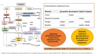 INSULINA
Suprime la
glucogenólisis, la
gluconeogénesis,
la lipólisis y la
cetogénesis.
HORMONAS
CONTRAREGULADORAS
mecanismos de
adaptación al ayuno
está finamente.
MANTENER LA GLUCOSA ENTRE 70 Y 110 MG/DL (3,9 A 6,1 MMOL/L)
Rosenfeld E, Thornton PS. Hipoglucemia en neonatos, lactantes y niños. En: Feingold KR, Ahmed SF, Anawalt B, et al., editores. Endotext [Internet]. : MDText.com, Inc.; 2000-. https://www.ncbi.nlm.nih.gov/books/NBK594592/
 