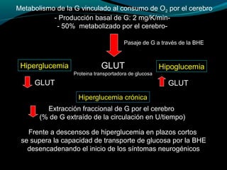 Metabolismo de la G vinculado al consumo de O2 por el cerebro
- Producción basal de G: 2 mg/K/min-
- 50% metabolizado por el cerebro-
Frente a descensos de hiperglucemia en plazos cortos
se supera la capacidad de transporte de glucosa por la BHE
desencadenando el inicio de los síntomas neurogénicos
Hiperglucemia HipoglucemiaGLUT
Proteina transportadora de glucosa
GLUT GLUT
Extracción fraccional de G por el cerebro
(% de G extraído de la circulación en U/tiempo)
Hiperglucemia crónica
Pasaje de G a través de la BHE
 