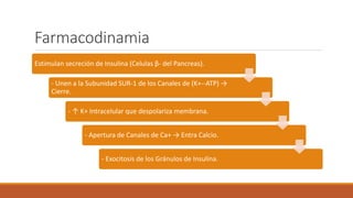 Farmacodinamia
Estimulan secreción de Insulina (Celulas β- del Pancreas).
- Unen a la Subunidad SUR-1 de los Canales de (K+--ATP) →
Cierre.
- ↑ K+ Intracelular que despolariza membrana.
- Apertura de Canales de Ca+ → Entra Calcio.
- Exocitosis de los Gránulos de Insulina.
 