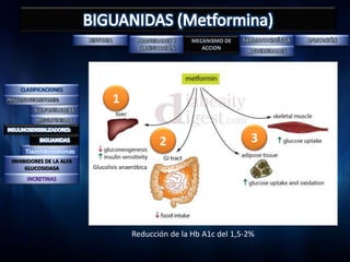 1


                                                 2                      3
     Tiazolidinedionas
INHIBIDORES DE LA ALFA
     GLUCOSIDASA         Glucolisis anaeróbica




                                        Reducción de la Hb A1c del 1,5-2%
 