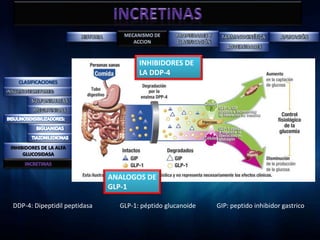 INHIBIDORES DE
                                      LA DDP-4




INHIBIDORES DE LA ALFA
     GLUCOSIDASA



                              ANALOGOS DE
                              GLP-1

DDP-4: Dipeptidil peptidasa     GLP-1: péptido glucanoide   GIP: peptido inhibidor gastrico
 