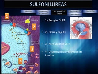 1
                             • 1.- Receptor SUR1

                         2
                             • 2.- Cierre y baja K+



INHIBIDORES DE LA ALFA
                             • 3.- Abre Canal de Ca++
     GLUCOSIDASA
                         3
                             • 4.- Desgranulacion y secreción de
                               insulina

                     4
 