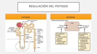 REGULACIÓN DEL POTASIO
INTERNAEXTERNA
 