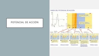 POTENCIAL DE ACCIÓN
 