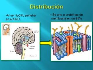  La administración de dosis múltiples no produce acumulación del producto, por lo que se recomienda dosis única.Distribución  Se une a proteínas de membrana en un 95%