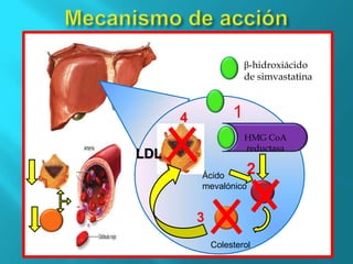 Mecanismo de acciónβ-hidroxiácido de simvastatina14HMG CoA reductasaLDL2Ácido mevalónico3Colesterol