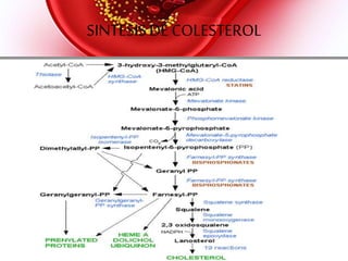 Estatinas
• Inhiben la enzima HMG-coA reductasa
• Provienen de Penicillium citrinum, Aspergillus
terreus y Nocardia autotrophica
• Tratamiento conjunto:
+ secuestrador de bilis 20 – 25 %
+ Acido nicotínico 15 – 20 %
Las 3 juntas: 70 %
 