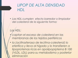 LIPOP DE ALTA DENSIDAD
HDL
• Las HDL cumplen efecto barredor o limpiador
del colesterol de la siguiente forma:
Las HDL:
• captan el exceso de colesterol en las
membranas de los tejidos periféricos
• la (aciltrasferasa de lecitina-colesterol) lo
eterifica y lleva al hígado y lo transfieren a
lipoproteinas ricas en apolipoprpteina B 100
(VLDL, LDL) para su metabolismo y posterior
eliminación
 