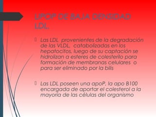 LIPOP DE BAJA DENSIDAD
LDL.
 Las LDL provenientes de la degradación
de las VLDL, catabolizadas en los
hepatocitos, luego de su captación se
hidrolizan a esteres de colesterilo para
formación de membranas celulares o
para ser eliminado por la bilis
 Las LDL poseen una apoP, la apo B100
encargada de aportar el colesterol a la
mayoría de las células del organismo
 