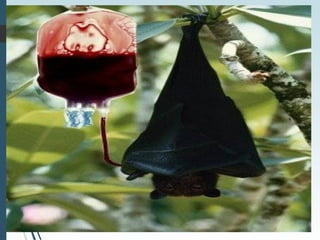 Hipolipemiantes farmaco