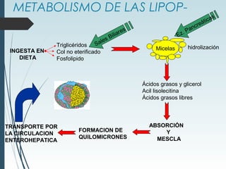 METABOLISMO DE LAS LIPOP-
INGESTA EN
DIETA
Sales Biliares
Triglicéridos
Col no eterificado
Fosfolipido
Micelas
Ez. Pancreáticas
hidrolización
Ácidos grasos y glicerol
Acil lisolecitina
Ácidos grasos libres
ABSORCIÓN
Y
MESCLA
FORMACION DE
QUILOMICRONES
TRANSPORTE POR
LA CIRCULACION
ENTEROHEPATICA
 