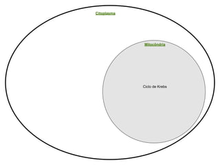 Citoplasma




             Mitocôndria




             Ciclo de Krebs
 