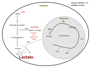 •LACTATO / PIRUVATO = 10:1

                                                     Citoplasma                                •AERÓBICO = 673KCal




                    ADR
        Glicose

                                                                              Mitocôndria

                                                                                  O2

Gliceraldeido-3-fosfato
                                        ALCALOSE                                             Acetil-CoA
                          NAD+                                    CO2
                                     NADH + H+ NAD+
                                          ALCALOSE

                                           SEPSE
                                                             Piruvato         Ciclo de Krebs
                                     ENDOTOXEMIA
 1,3-difosfoglicerato
                                          TIAMINA                                                             ATP

                               PDH
                          NA




        Piruvato
                           DH
                               +
                                H+




                                                                        CO2
                                   NA




          LD                                                                           H2O
                                     D+




               H

                   Lactato
 
