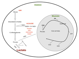 Citoplasma



                    ADR
        Glicose

                                                                              Mitocôndria

                                                                                  O2

Gliceraldeido-3-fosfato
                                        ALCALOSE                                             Acetil-CoA
                          NAD+                                    CO2
                                     NADH + H+ NAD+
                                          ALCALOSE

                                           SEPSE
                                                             Piruvato         Ciclo de Krebs
                                     ENDOTOXEMIA
 1,3-difosfoglicerato
                                          TIAMINA                                                         ATP

                               PDH
                          NA




        Piruvato
                           DH
                               +
                                H+




                                                                        CO2
                                   NA




          LD                                                                           H2O
                                     D+




               H

                   Lactato
 