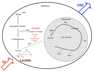 Citoplasma                                     ↑CO2

                         ADR
             Glicose

                                                                                   Mitocôndria

                                                                                       O2

     Gliceraldeido-3-fosfato
                                             ALCALOSE                                             Acetil-CoA
                               NAD+                                    CO2
                                          NADH + H+ NAD+
                                               ALCALOSE

                                                SEPSE
                                                                  Piruvato         Ciclo de Krebs
                                          ENDOTOXEMIA
      1,3-difosfoglicerato
                                               TIAMINA                                                          ATP

                                    PDH
                               NA




             Piruvato
                                DH
                                    +
                                     H+




                                                                             CO2
                                        NA




               LD                                                                           H2O
                                          D+




                    H

                        Lactato
O2
 