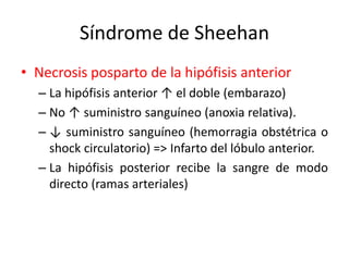 Síndrome de Sheehan
• Necrosis posparto de la hipófisis anterior
– La hipófisis anterior ↑ el doble (embarazo)
– No ↑ suministro sanguíneo (anoxia relativa).
– ↓ suministro sanguíneo (hemorragia obstétrica o
shock circulatorio) => Infarto del lóbulo anterior.
– La hipófisis posterior recibe la sangre de modo
directo (ramas arteriales)
 