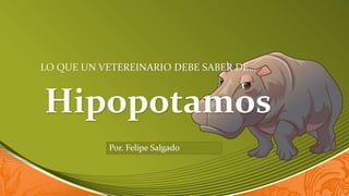 Hipopotamos
LO QUE UN VETEREINARIO DEBE SABER DE…
Por. Felipe Salgado
 