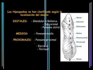 Los Hipospadias se han clasificado según la
          localización del meato:

    DISTALES:     - Glandular ó Balánico.
                            - Subcoronal
                          - Peneano distal

      MEDIOS:        - Peneano medio

    PROXIMALES: - Peneano proximal
                 .
                   - Escrotal
                    - Perineal.
 