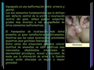 hipospadia es una malformación doble: urinaria y
genital.
Los dos elementos fundamentales que la definen
son: defecto ventral de la uretra e incurvación
ventral del pene, ambos pueden comportar
grados muy diversos y van acompañados de
otros elementos malformativos.

El hipospadias de localización más distal
presenta un pene satisfactorio estéticamente,
mientras que los casos severos muy proximales
muestran unos genitales feminoides.
Entre estas dos situaciones podemos colocar
multitud de anomalías no sólo estéticas sino
funcionales,   añadiéndose    situaciones    de
anormalidad psicológica, sexual y funcional, de
modo que la eliminación de orina y la función
sexual están alteradas en mayor o menor
gravedad.
 