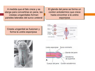 Cresta urogenital se fusionan y
forma la uretra esponjosa
Cresta urogenital se fusionan y
forma la uretra esponjosa
El glande del pene se forma un
cordon ectodermico que crece
hasta encontrar a la uretra
esponjosa
El glande del pene se forma un
cordon ectodermico que crece
hasta encontrar a la uretra
esponjosa
A medida que el falo crece y se
alarga para convertirse en pene, las
crestas urogenitales forman
paredes laterales del surco ureteral
A medida que el falo crece y se
alarga para convertirse en pene, las
crestas urogenitales forman
paredes laterales del surco ureteral
 