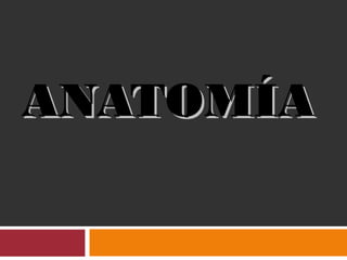 ANATOMÍAANATOMÍA
 