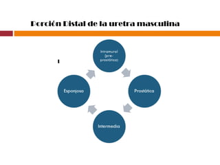 Porción Distal de la uretra masculina
1
 