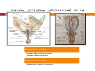 PORCIÓN INTERMEDIA (MEMBRANOSA) DE LA
URETRA
 
